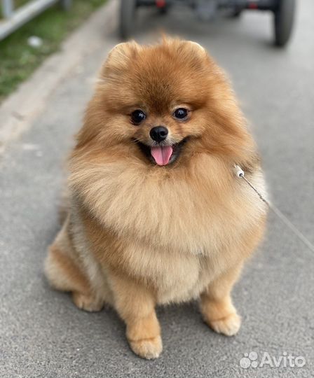 Померанский шпиц вязка - кобель