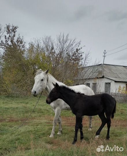 Лошадь кобыла