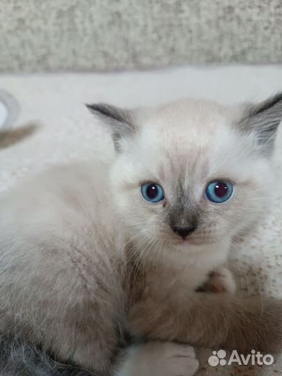 Шотландские котята