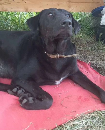 Метис лабрадора в добрые руки