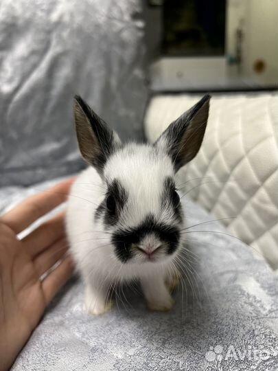 Карликовый кролик