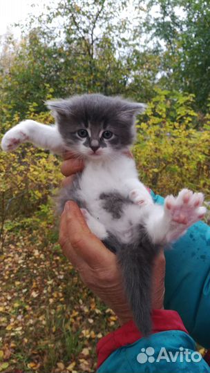 Кошка в дар бесплатно
