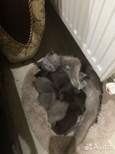 Котятя вислоухие метисы