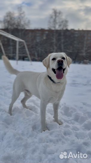 Лабродор. Вязка