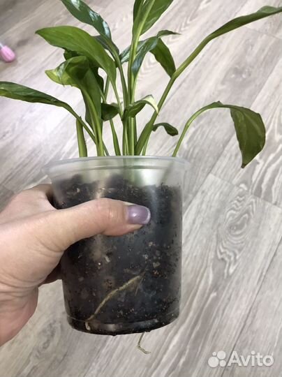 Домашние цветы