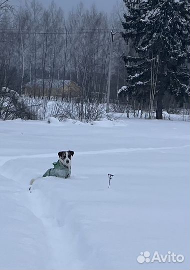 Джек Рассел. Вязка