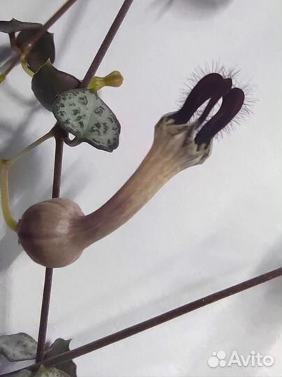 Церопегия Вуда (Ceropegia Woodii)