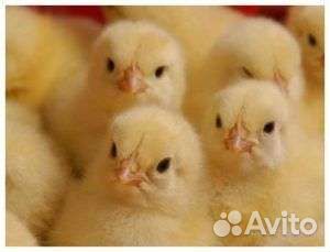 Цыпленок