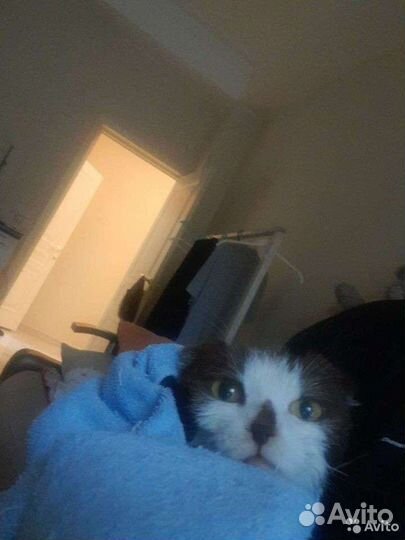 Кошки породистые бесплатно