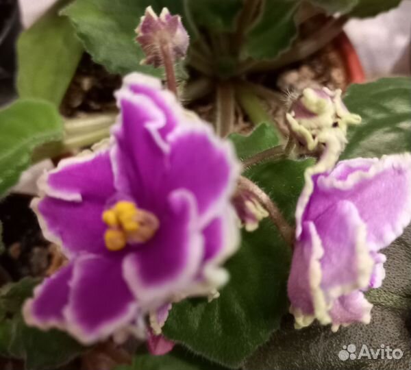 Фиалки цветущие в горшочках