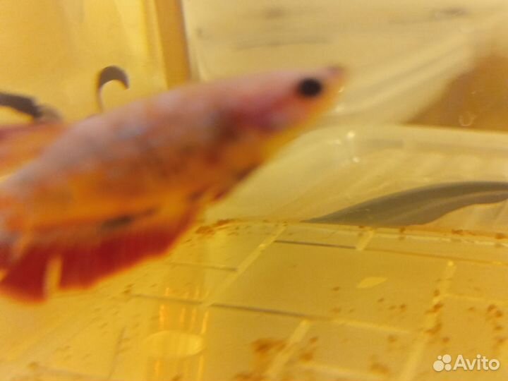 Рыбка петушок самки