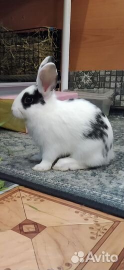 Декоративные кролики