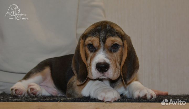 Очаровательные щенки бигля