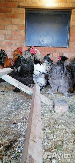 Молодые петухи и молодой индоутак