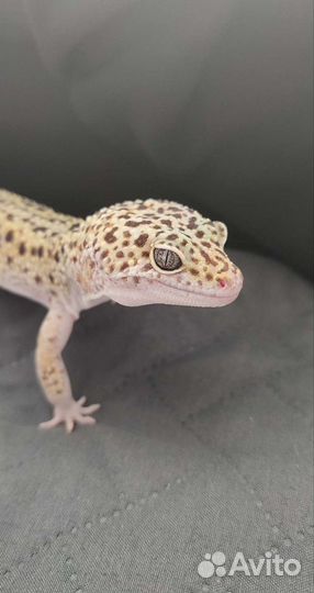 Передержка клеточных животных