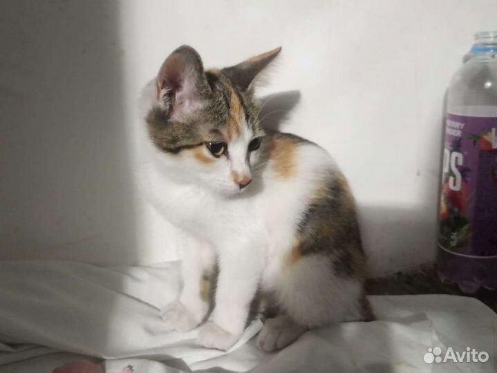 Кошечка в добрые руки