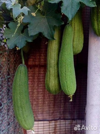 Мочалка Люффа египетская, семена 20 шт