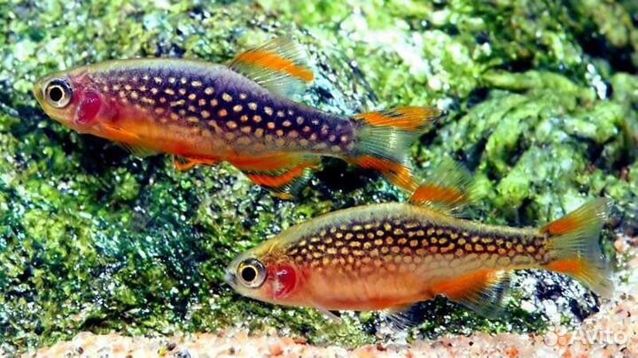 Галактика рыбка для аквариума