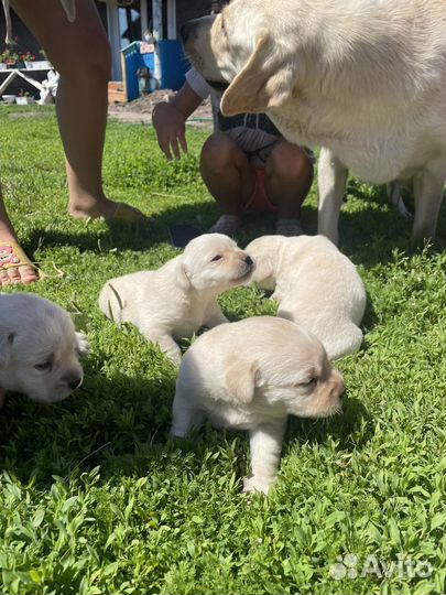 Щенки Лабрадора