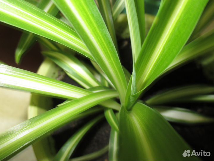 Хлорофитум