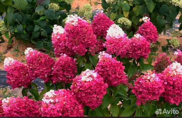 Гортензия Строберри блоссом