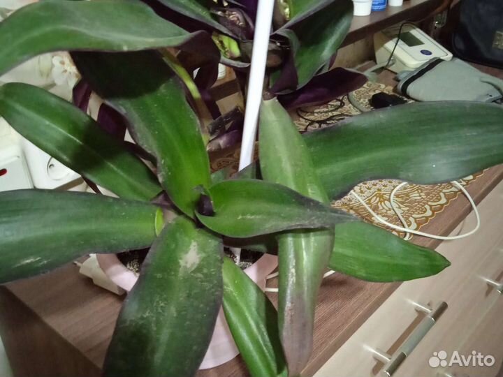 Цветы комнатные