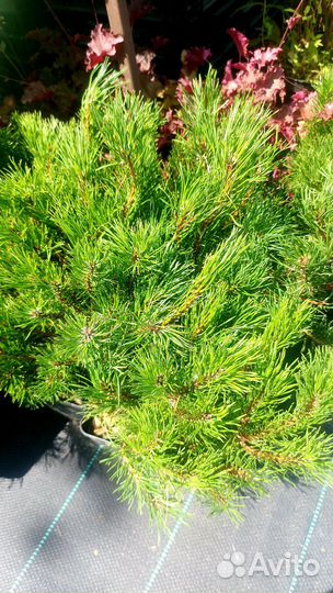 Сосна горная пумилио