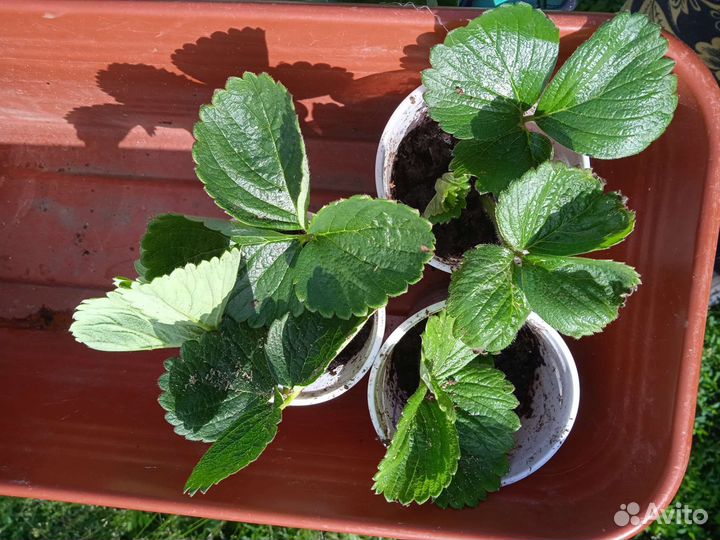 Мирт. Клубника Мурано и Альбион