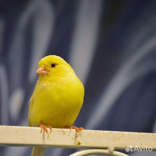 Кенар поющий