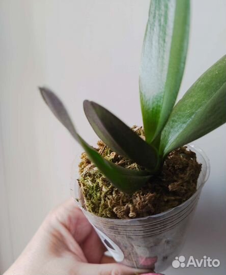 Орхидея Phal. Метеор от Мики