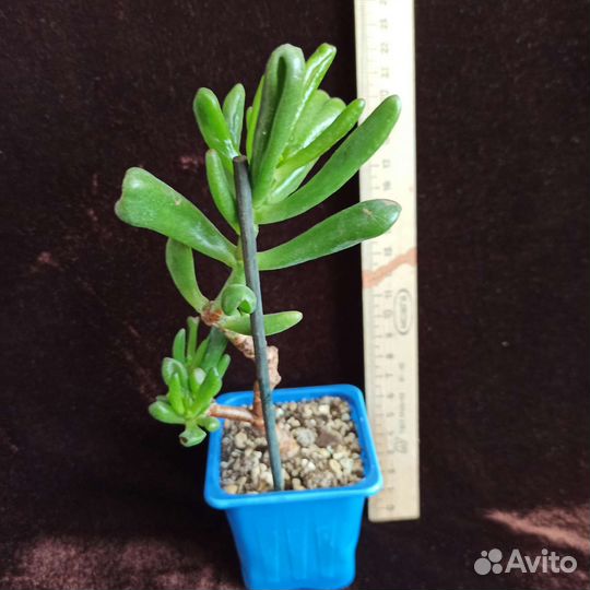 Крассула коралл