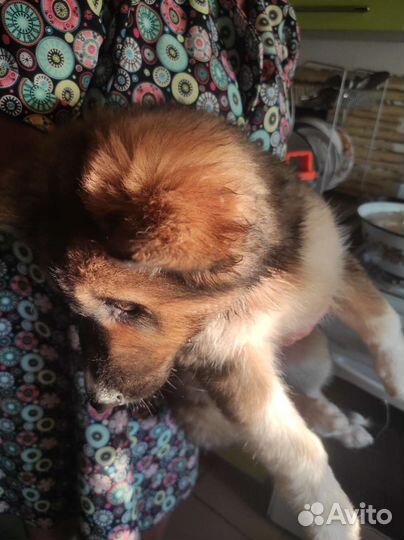 Щенки хаски