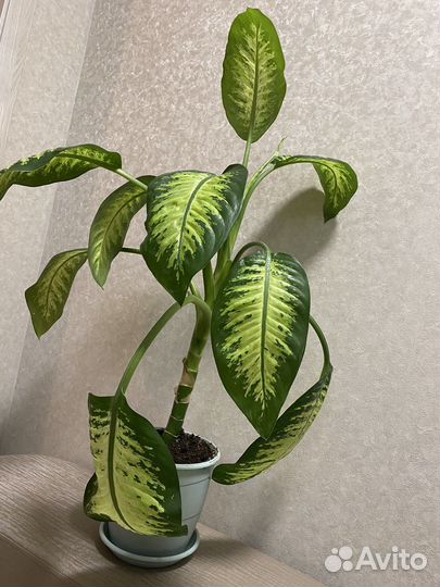 Диффенбахия прелестная (Dieffenbachia Amoena)