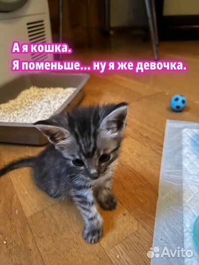 Котята в добрые руки