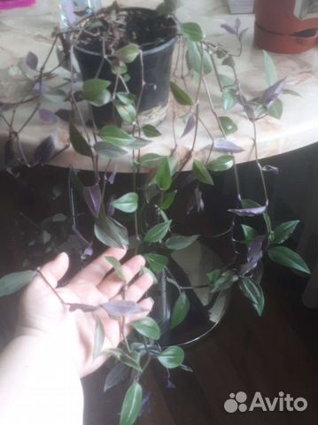 Традесканция мелкая