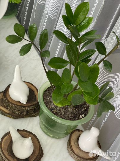 Замиокулькас Долларовое дерево Комнатные цветы