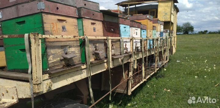 Продам пчел и пасеку
