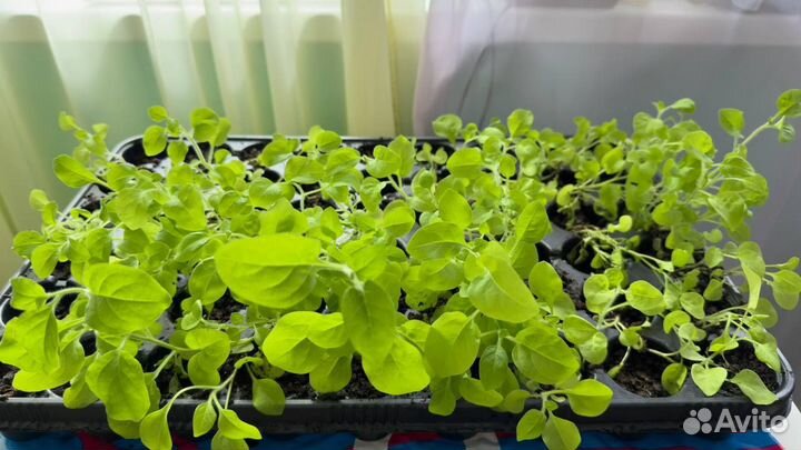 Цветы петунии рассада