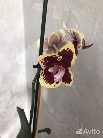Орхидея фаленопсис Mituo Peacock Queen