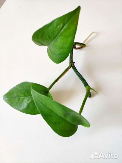 Сциндапсус