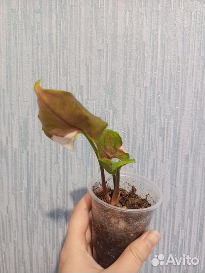 Сингониум клубничный лед