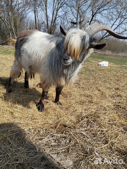 Коза, козел, козлята