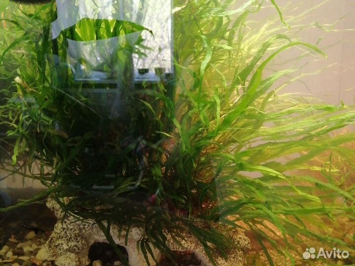 Аквариумные растения