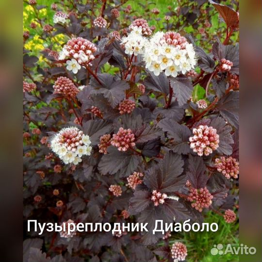 Саженцы для сада