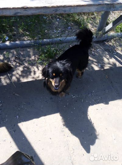 Отдаю собак в добрые руки