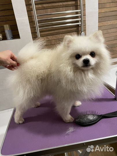 Груминг шпицев (с выездом на дом)