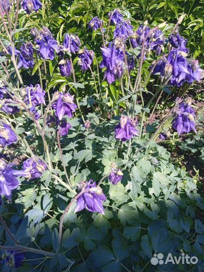 Многолетники для сада