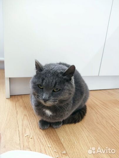 Юные кошечки барышни