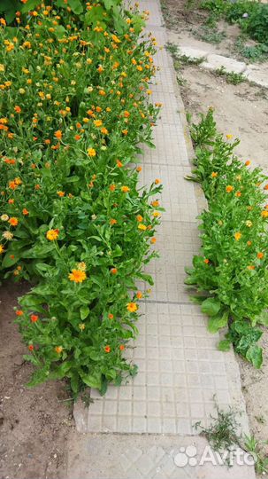 Портулак обыкновенный и др