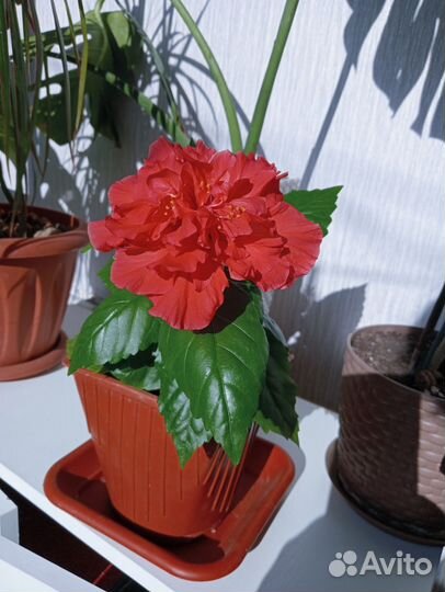 Гибискус, цветёт на бутонах